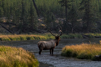 Elk Evening,YellowstonePark