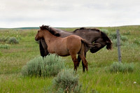 Horses of the Pryor Mountains