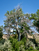 YinYangCottonwood-6419