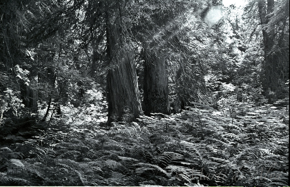 Light Enters Ross Creek Cedars