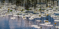 mcdealva_SilverLilies_pano
