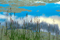Serenity at Ninepipe