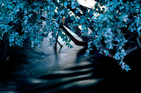 Dusk on the Creek