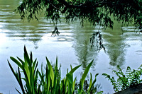 Rainy Pond