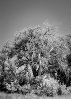 YinYangCottonwood-6417